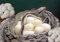 Do snake eggs look like chicken eggs ?
