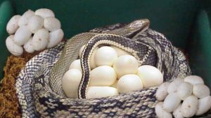 Do snake eggs look like chicken eggs ?