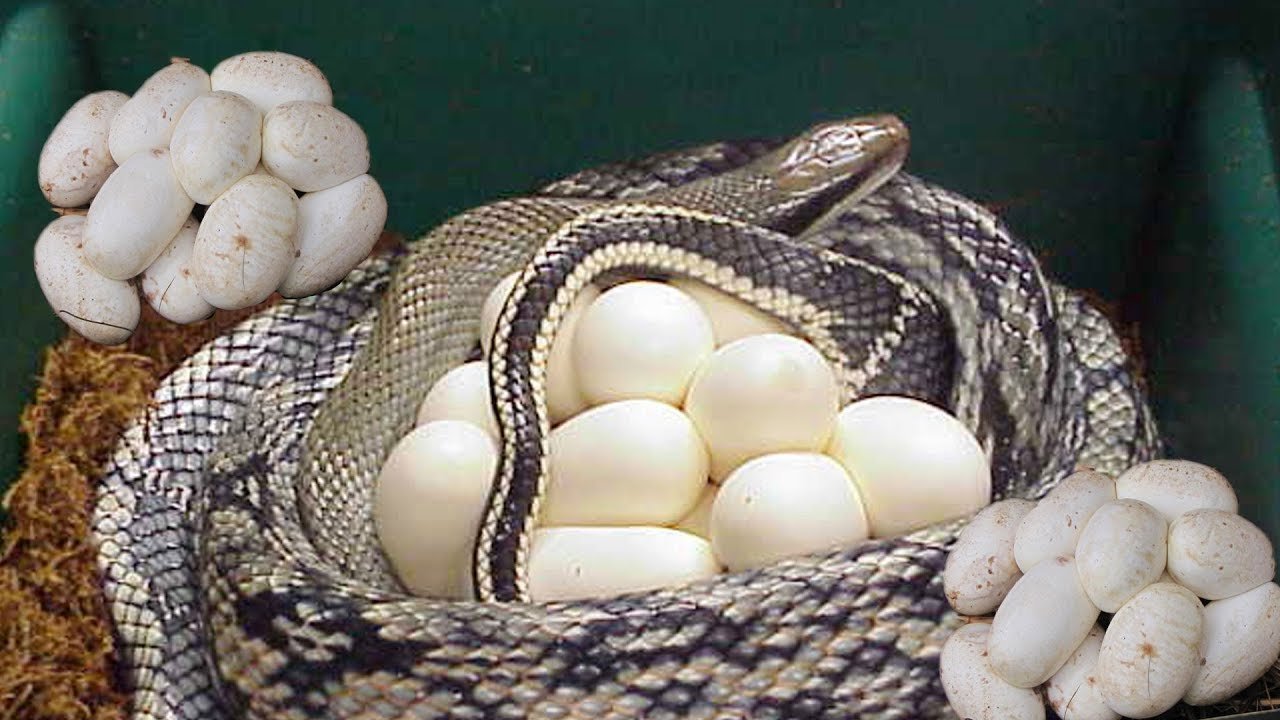  Are Snake Eggs Like Hen Eggs 
