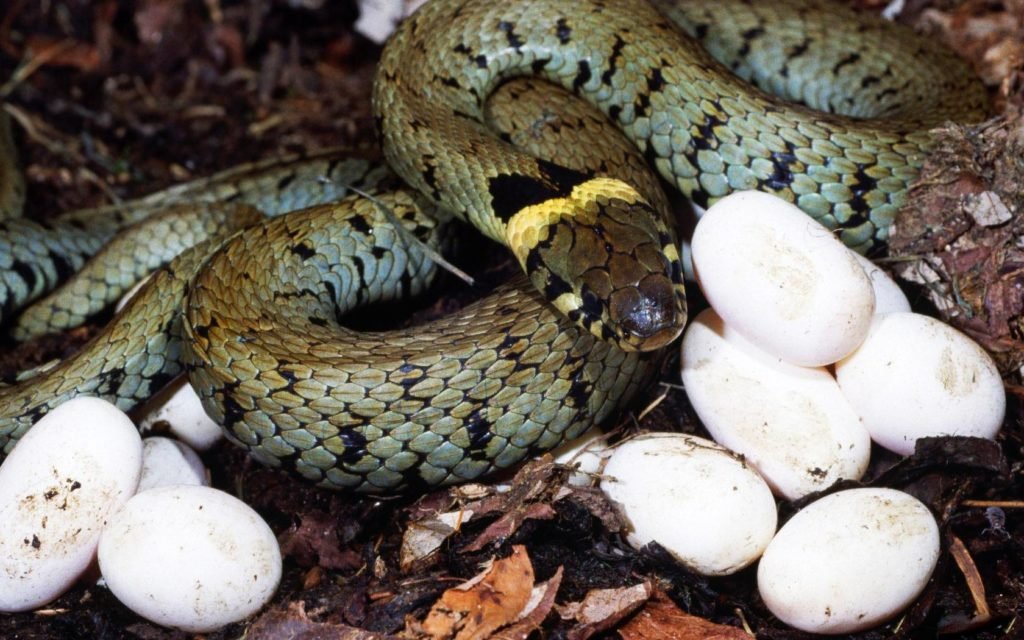 Do snake eggs look like chicken eggs ?