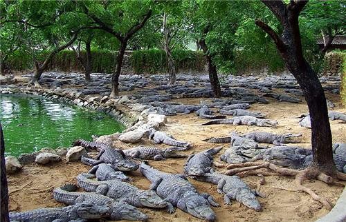 vishwamitra nadi in crocodile