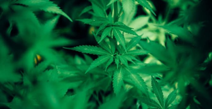 Emerging Guidelines For Important Criteria Of How To Grow Weed