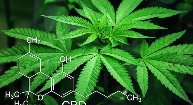 Rational Plans For How To Grow Weed